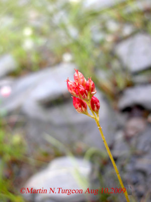 S2 rare plant P629 Flora of NB