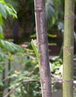 GreenAnole_S0T7573.jpg