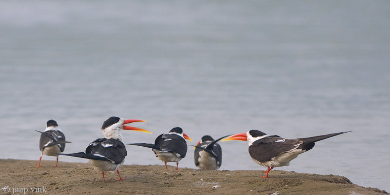 Indian Skimmer - Indische Schaarbek - Rhynchops albicollis