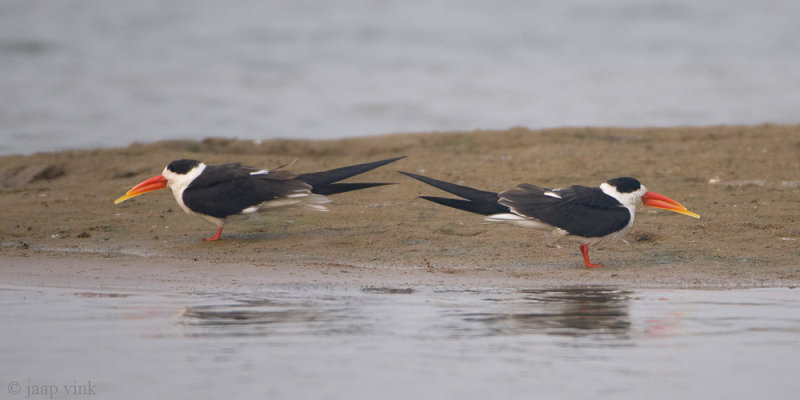 Indian Skimmer - Indische Schaarbek - Rhynchops albicollis