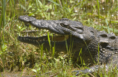 Nile crocodile - Nijlkrokodil - Crocodylus niloticus