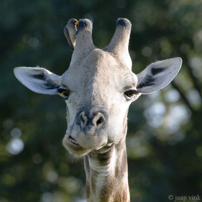 Giraffe - Giraf - Giraffa camelopardalis