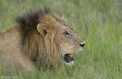 Lion - Leeuw - Panthera Leo