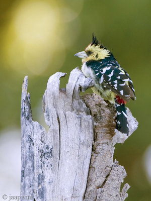 Crested Barbet - Kuifbaardvogel - Tachyphonus vaillantii