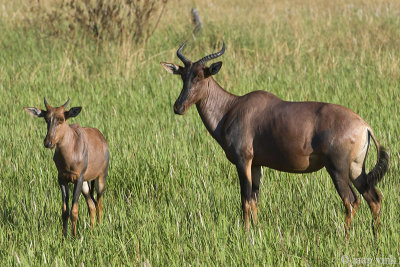 Tsessebe - Lierantilope - Damaliscus lunatus lunatus