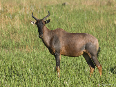 Tsessebe - Lierantilope - Damaliscus lunatus lunatus