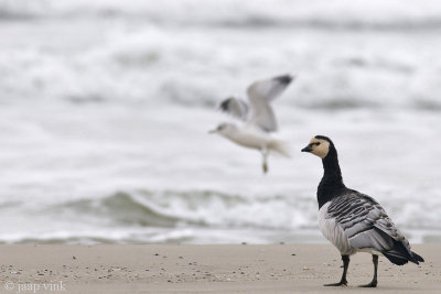 Barnacle Goose - Brandgans - Branta leucopsis