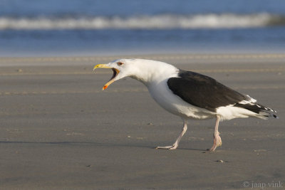Great Black-backed Gull - Grote Mantelmeeuw - Larus marinus