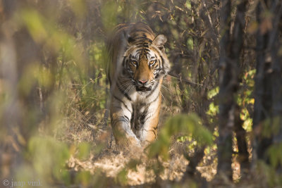 Tiger - Tijger - Panthera tigris