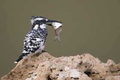 Pied Kingfisher - Bonte IJsvogel - Ceryle rudis
