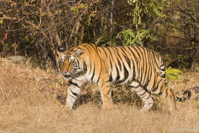 Tiger - Tijger - Panthera tigris