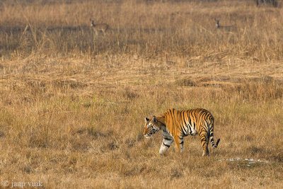 Tiger - Tijger - Panthera tigris