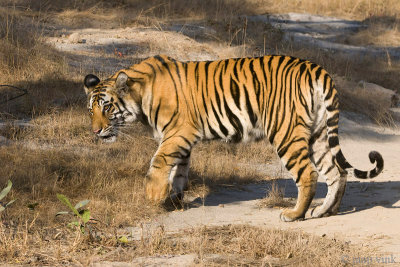 Tiger - Tijger - Panthera tigris