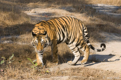 Tiger - Tijger - Panthera tigris