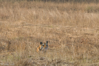 Tiger - Tijger - Panthera tigris