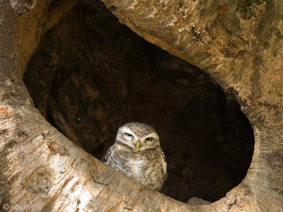 Spotted Owlet - Brahmaanse Steenuil - Athene brama