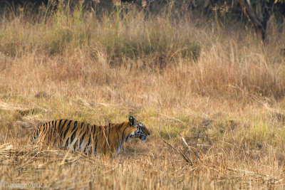 Tiger - Tijger - Panthera tigris