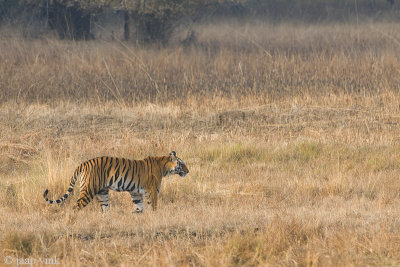 Tiger - Tijger - Panthera tigris