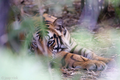 Tiger - Tijger - Panthera tigris