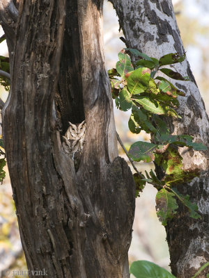 Indian Scops Owl - Indische Dwergooruil - Otus bakkamoena