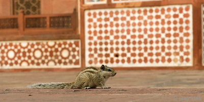 Indian Palm Squirrel at Akbar's Tomb - Indische Palmeekhoorn bij Akbar's Tomb