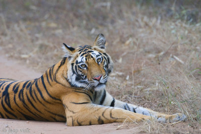 Tiger - Tijger - Panthera tigris