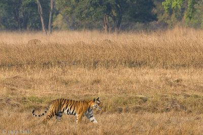 Tiger - Tijger - Panthera tigris