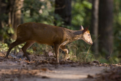 Barking Deer - Muntjak - Muntiacus muntjak
