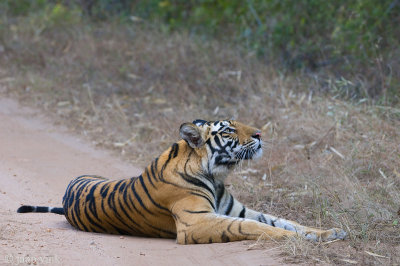 Tiger - Tijger - Panthera tigris