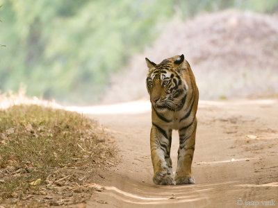 Tiger - Tijger - Panthera tigris