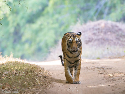 Tiger - Tijger - Panthera tigris