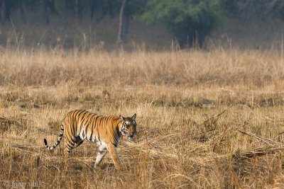 Tiger - Tijger - Panthera tigris