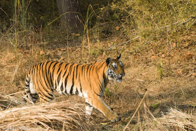 Tiger - Tijger - Panthera tigris