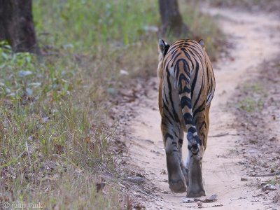 Tiger - Tijger - Panthera tigris