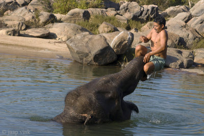 Famous Asian Elephant Tara playing with her mahout