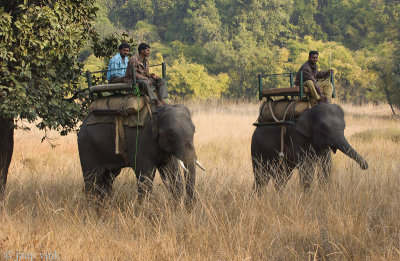 Elephant Patrol Bandhavgarh