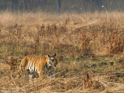 Tiger - Tijger - Panthera tigris