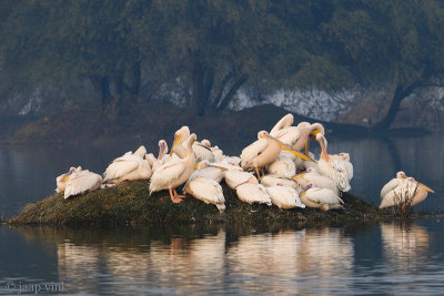 Great White Pelican - Rose Pelikaan - Pelecanus onocrotalus