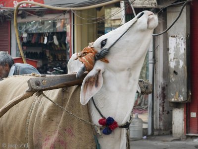 Delhi, ox cart