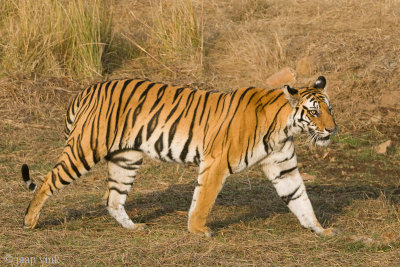 Tiger - Tijger - Panthera tigris