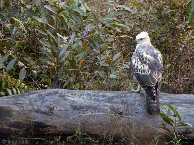 Changeable Hawk Eagle - Indische Kuifarend - Nisaetus limnaeetus
