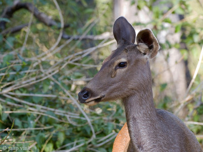 Sambar Deer - Sambar - Cervus unicolor