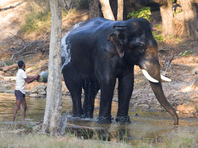 Mahout cleaning his elephant