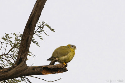Yellow-footed Green Pigeon - Geelpootpapegaaiduif  - Treron phoenicpterus