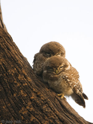 Spotted Owlet - Brahmaanse Steenuil - Athene brama