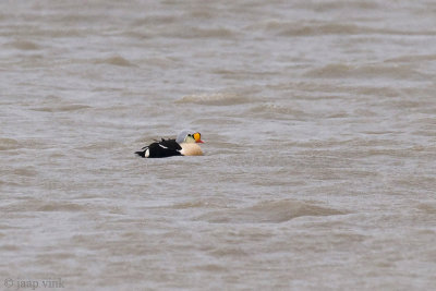 King Eider - Koningseider - Somateria spectabilis