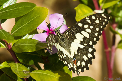 Lime Butterfly - Limoenvlinder - Papilio demoleus