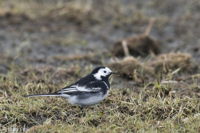 Pied Wagtail - Rouwkwikstaart - Motacilla (alba) yarrellii