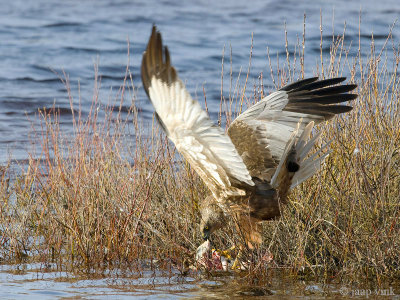 Western Marsh Harrier - Bruine Kiekendief - Circus aeruginosus