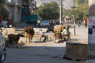 Domestic cows as part of street life